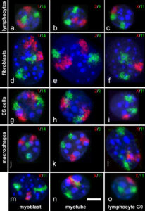 MouseChromosomeTerritoriesBMC_Cell_Biol6-44Fig2